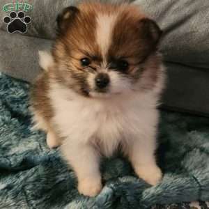 Peanut-Toy, Pomeranian Puppy